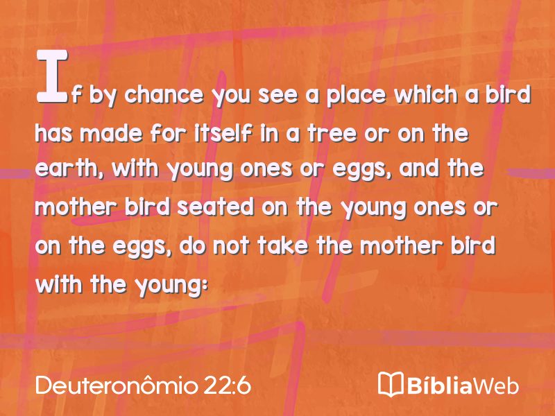 Deuteronômio 22:6 em imagem para compartilhar